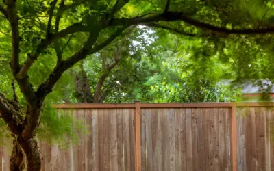 Healthy Trees Promote Health Shared Washington Post Article