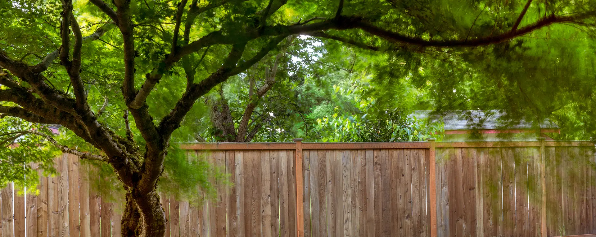 backyard-tree-in-summer