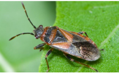 The Elm Seed Bug: More Friend Than Foe