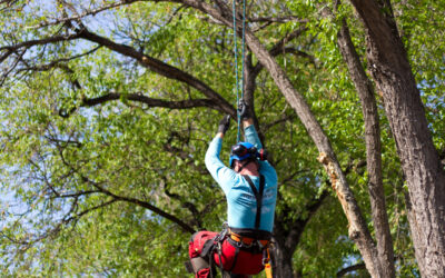 Why Hire an Arborist?