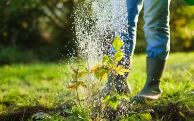 Q: How often should I water trees in Northern New Mexico?