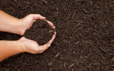 Fall is a Great Time to Mulch