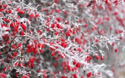 Snow and Woody Plants