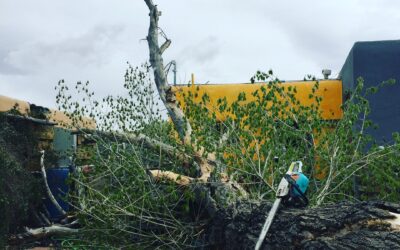 Cleaning Up Storm Damaged Trees