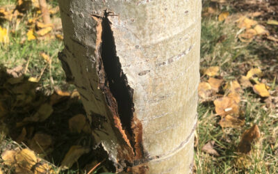 Buyer Beware When Purchasing Tree Care