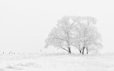 Winter Stresses on Trees & Shrubs